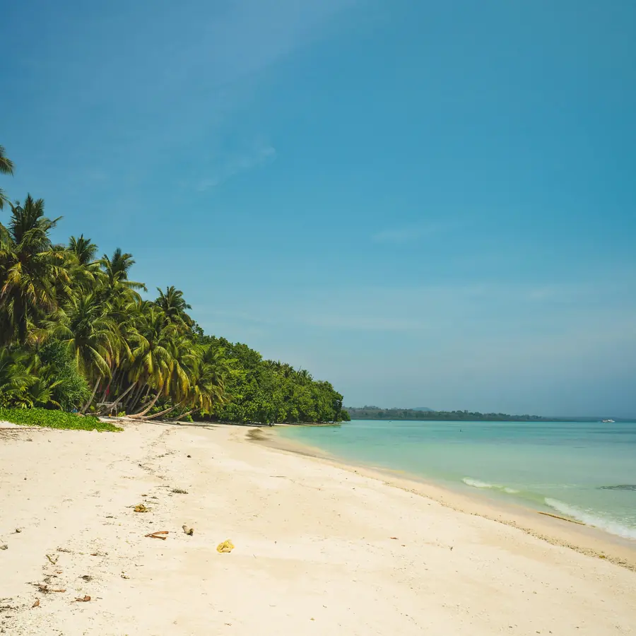 green palm trees on white sand beach during daytime