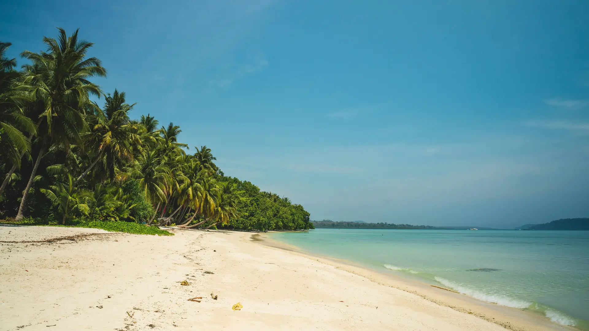 green palm trees on white sand beach during daytime