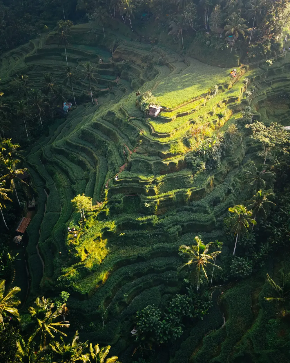 Explore the lush, terraced rice fields of Bali, Indonesia with this breathtaking aerial shot