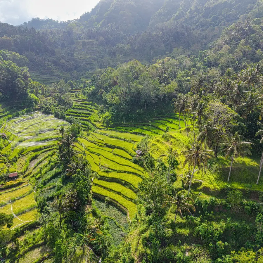 Aerial view of vibrant rice terraces surrounded by tropical forest in Bali, Indonesia