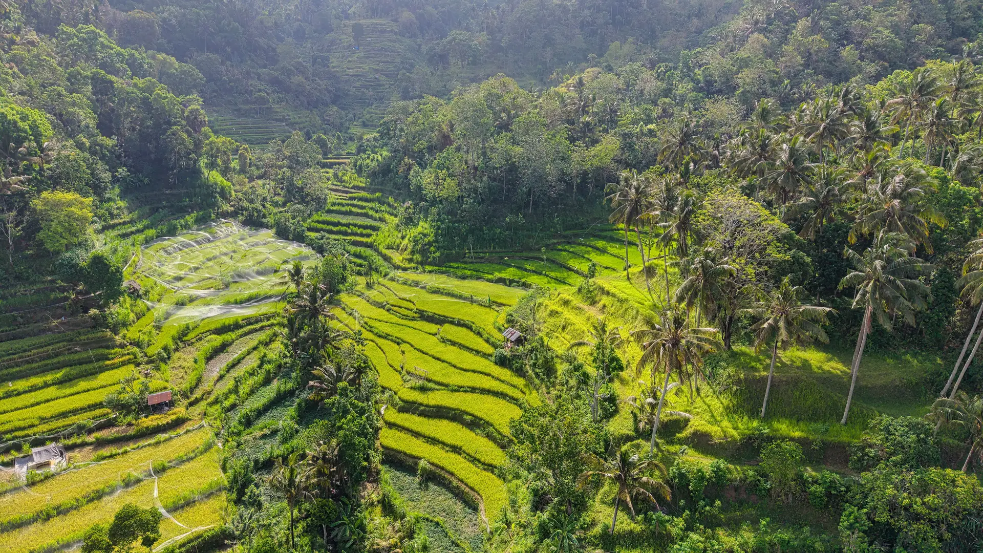 Aerial view of vibrant rice terraces surrounded by tropical forest in Bali, Indonesia