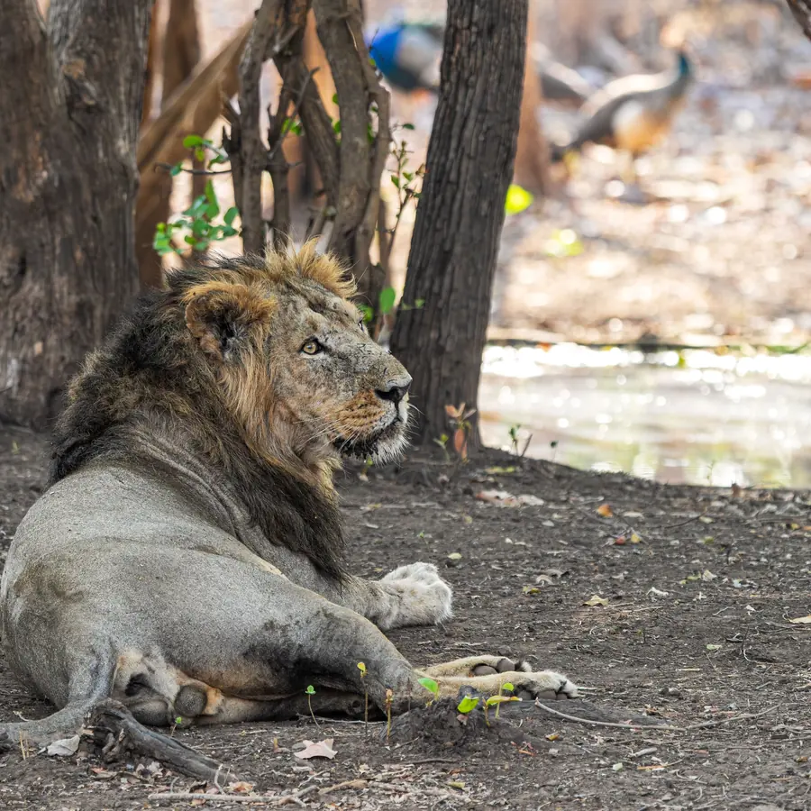 An Asiatic lion resting under trees in Gir, Gujarat