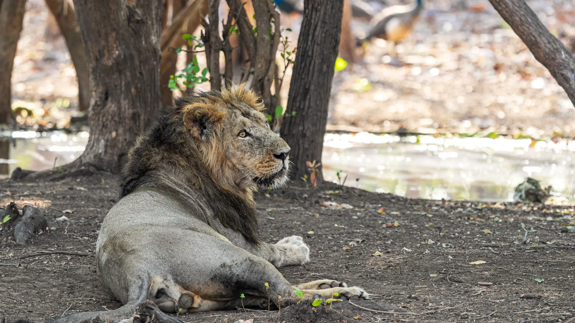 An Asiatic lion resting under trees in Gir, Gujarat