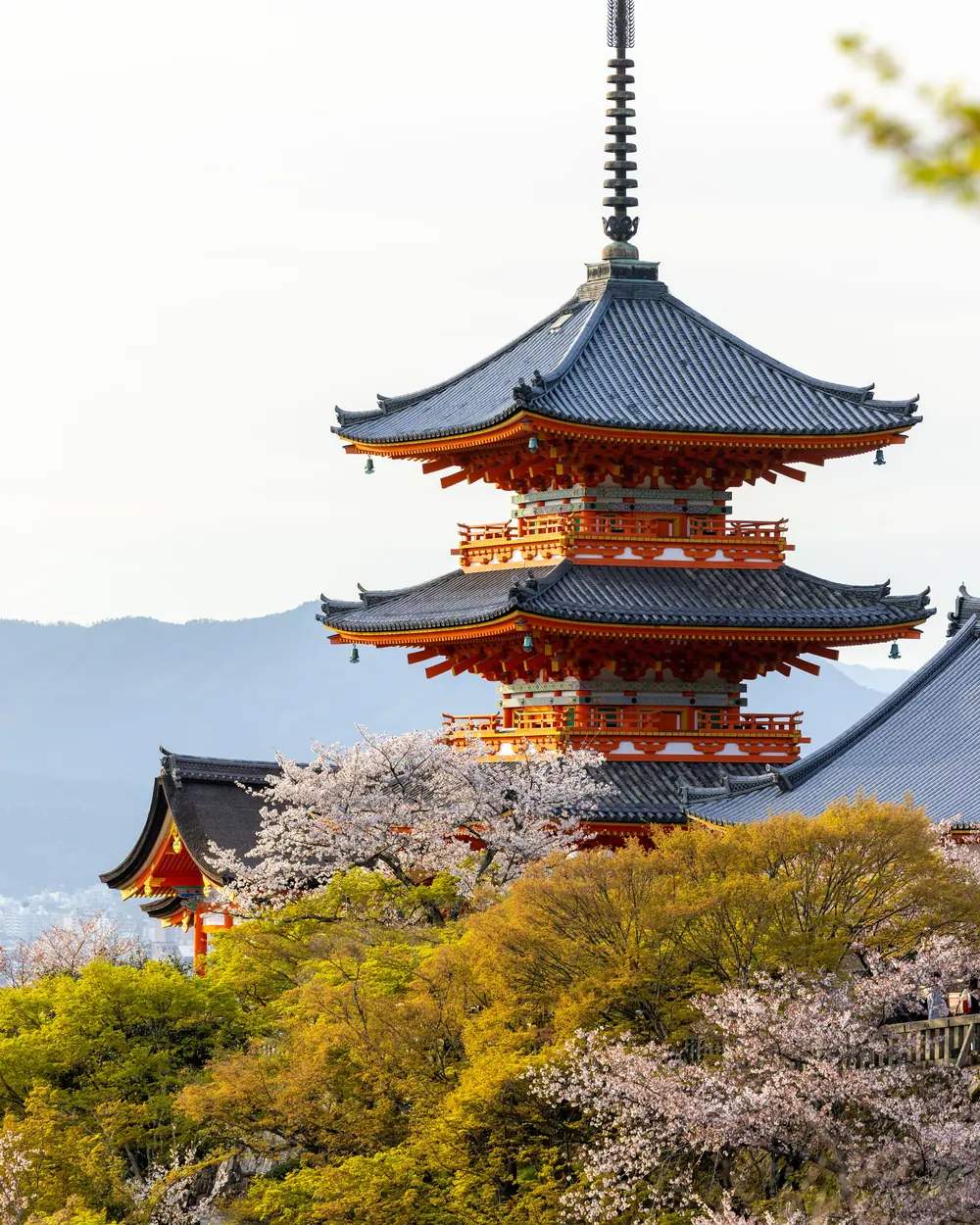 Beautiful view of Kiyomizu-dera Temple surrounded by cherry blossoms during spring in Kyoto, Japan