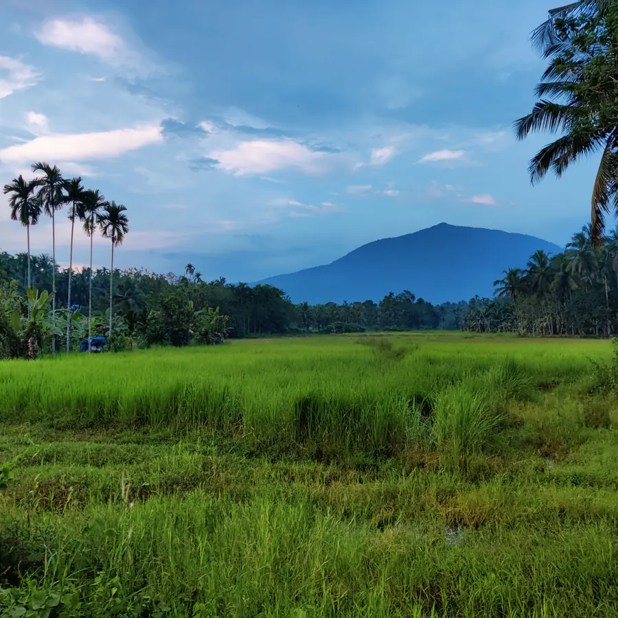 Lush green countryside with palm trees and mountains in Avitanallur, Kerala, India