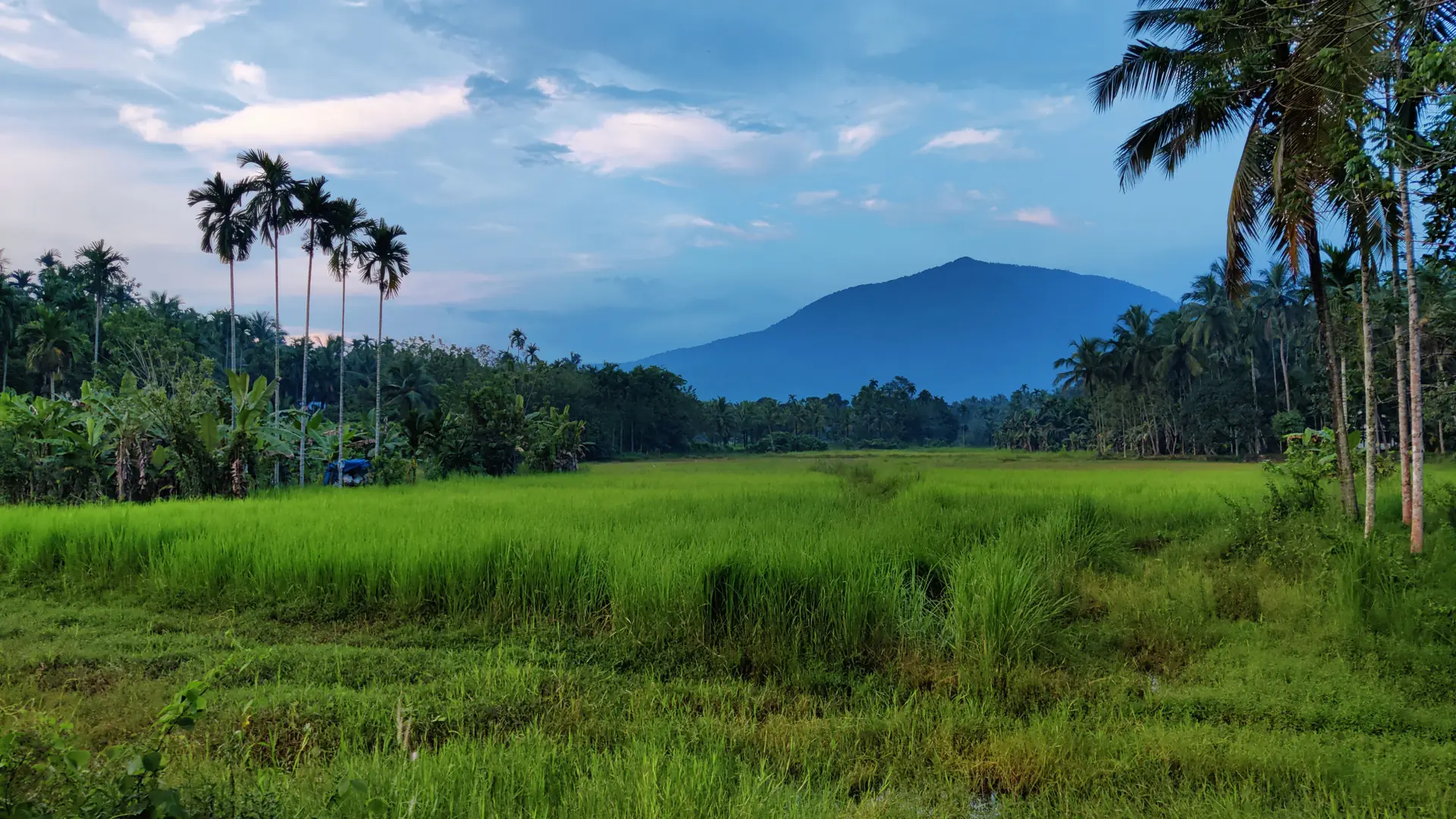 Lush green countryside with palm trees and mountains in Avitanallur, Kerala, India