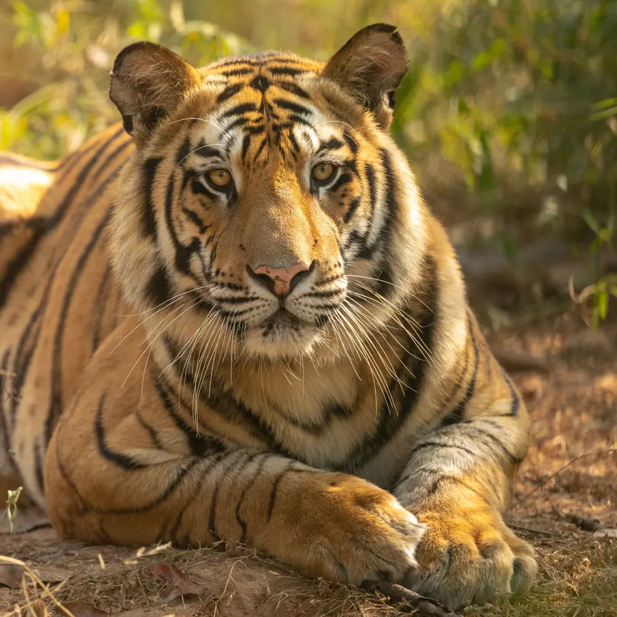 Majestic Bengal tiger resting amidst greenery in Bandhavgarh National Park, India