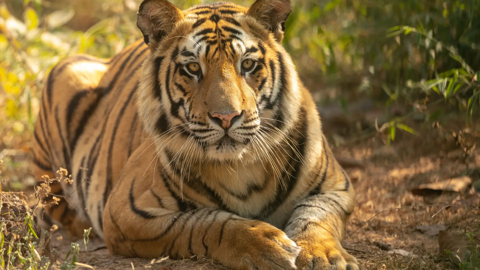 Majestic Bengal tiger resting amidst greenery in Bandhavgarh National Park, India