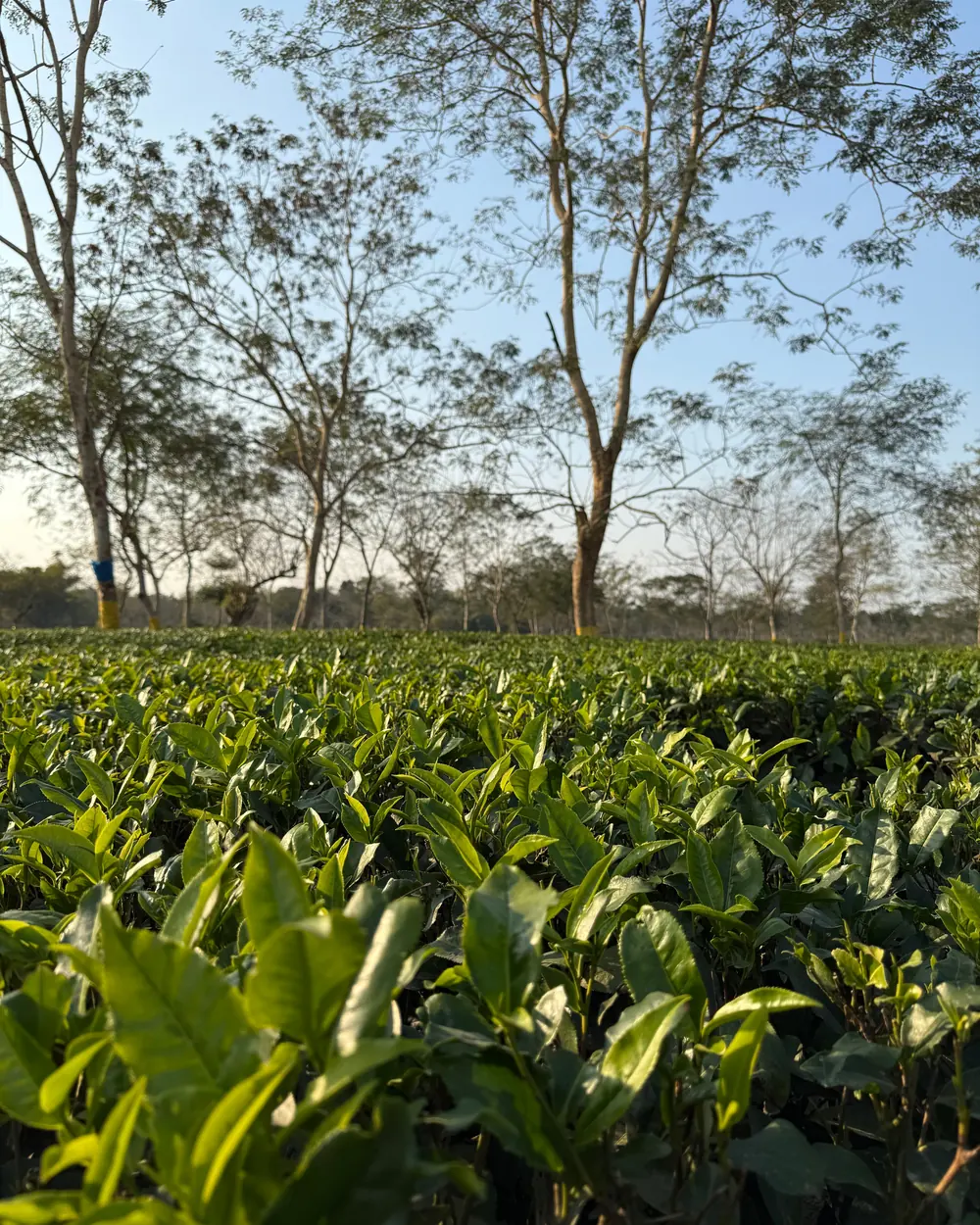 Vibrant green tea leaves in an Assam plantation under clear blue skies