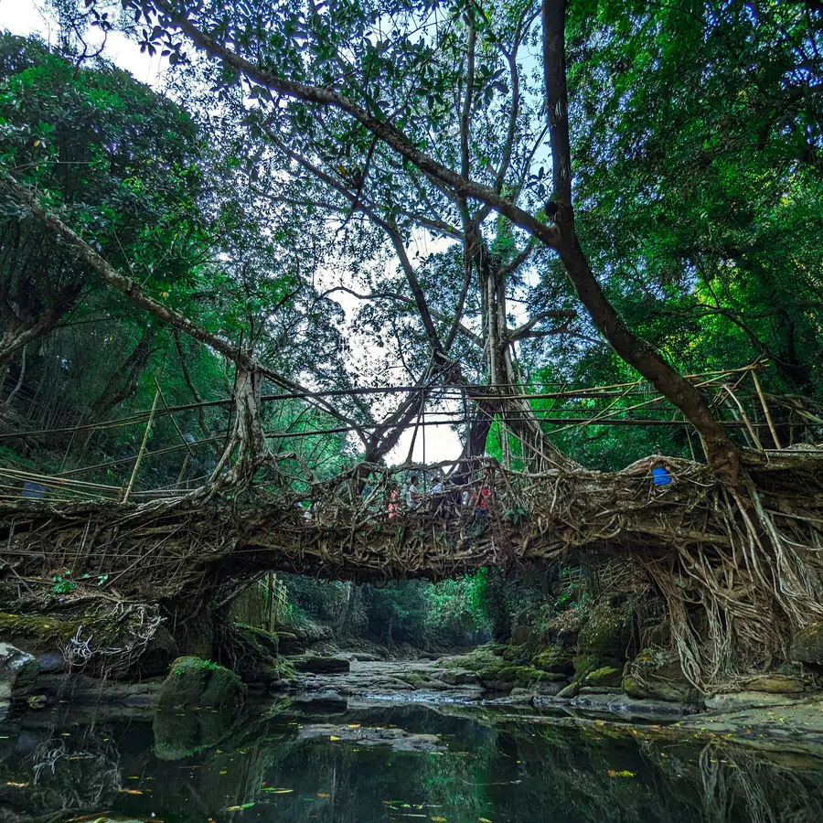 Stunning living root bridge made by nature surrounded by dense forest in Riwai, Meghalaya, India