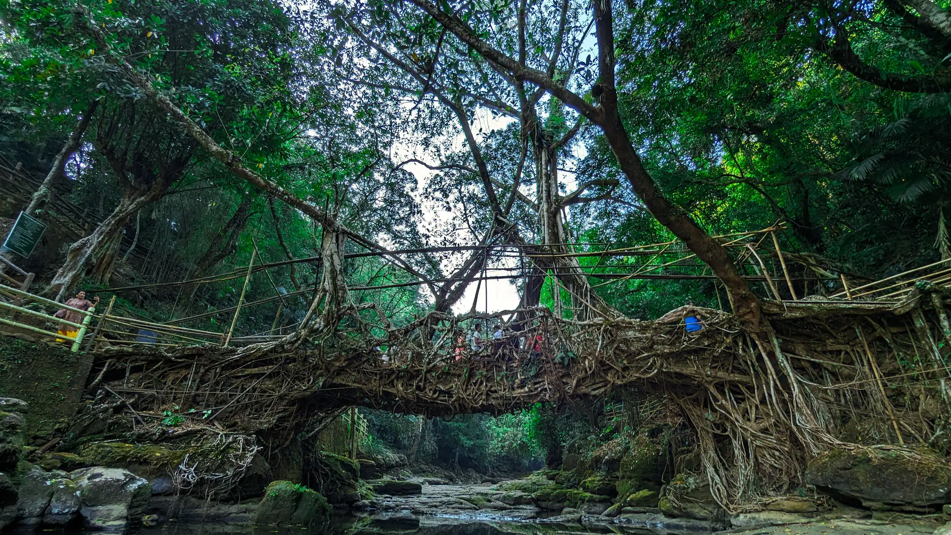 Stunning living root bridge made by nature surrounded by dense forest in Riwai, Meghalaya, India